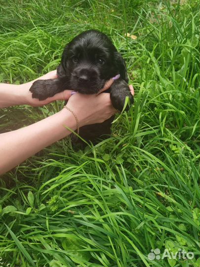 Щенки английского кокер спаниеля