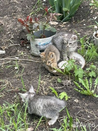 Отдам котенка в добрые руки