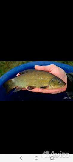 Линь для пруда