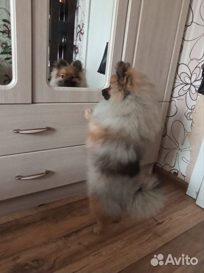 Померанский шпиц мальчик