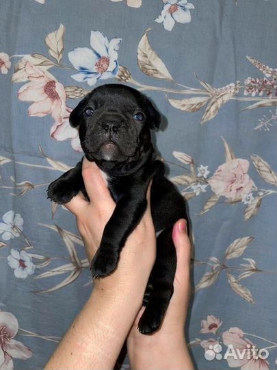 Французский бульдог детки