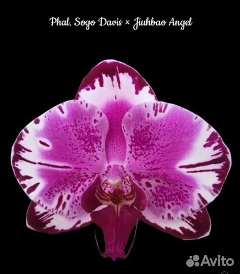 Орхидея фаленопсис