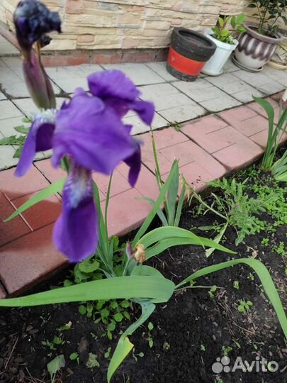 Ирисы