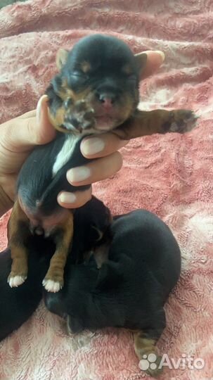 Йоркширский терьер