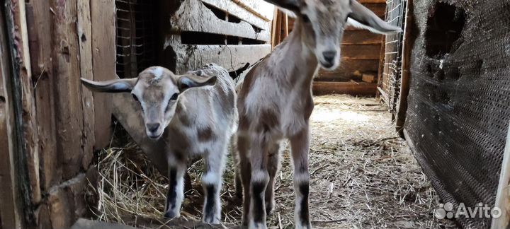 Козы козлята
