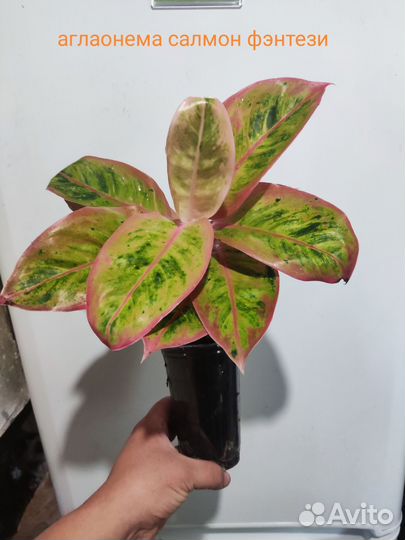 Диффенбахия рефлектор,компакта,филодендрон,аглаоне
