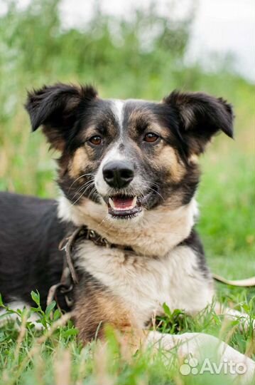 Красивая собачка ищет дом