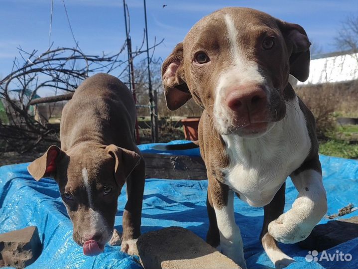 Американский питбультерьер щенки с документами