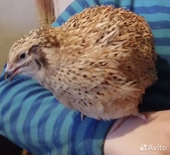 Живые перепелки яйцо