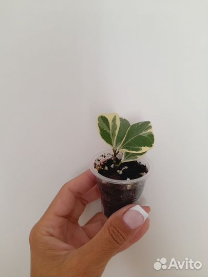 Фикус Триангулярис вайт. Комнатные цветы