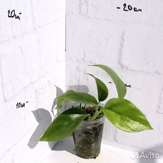 Рафидофора