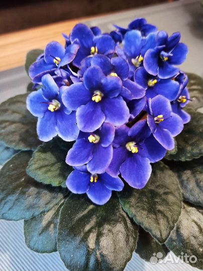 Фиалки цветущие в горшке