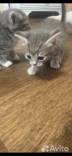 Котик бесплатно