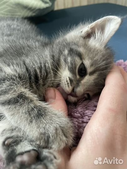 Котенок в добрые руки