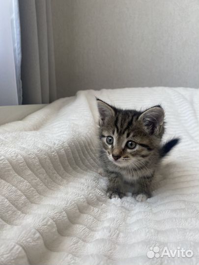 Котенок девочка в добрые руки