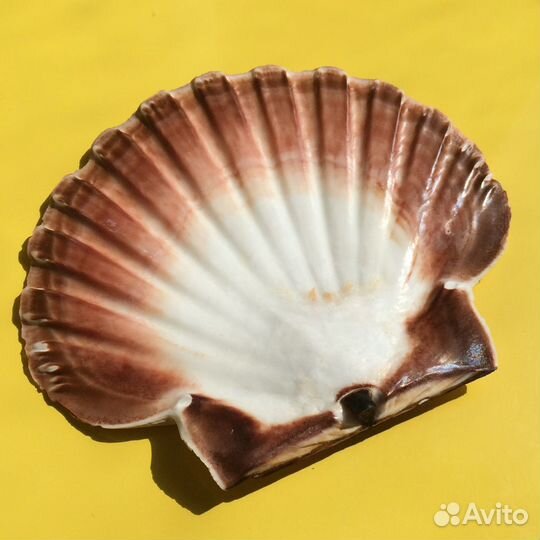 Ракушки Средиземноморья