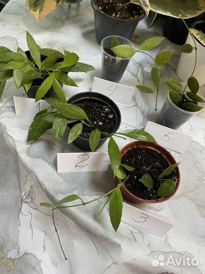 Хойя Грасилис