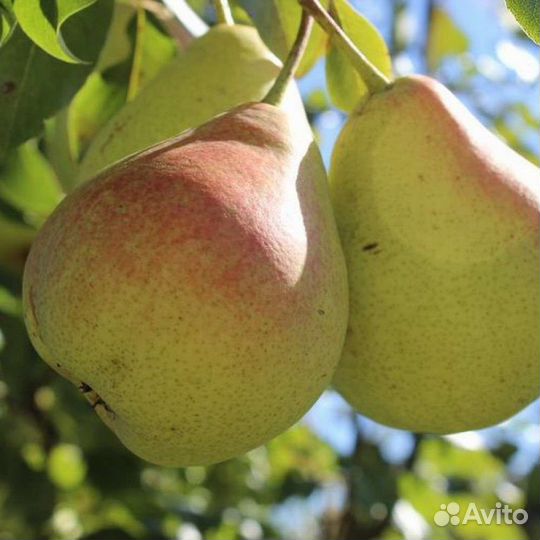 Груша Лесная красавтца