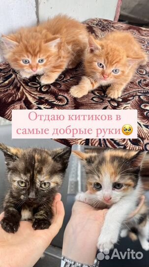 Котята в добрые руки