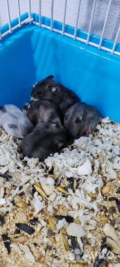 Джунгарский хомяк