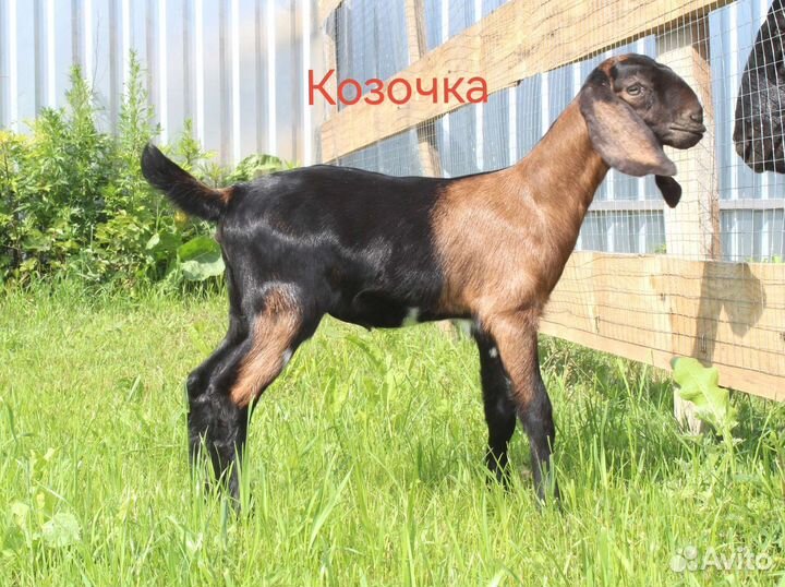 Нубийские козочки