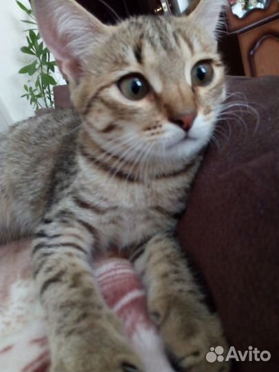 Котенок девочка 3,5 месяца