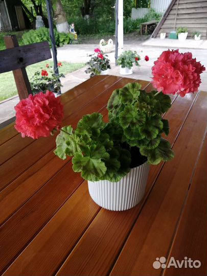 Пеларгония герань