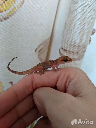 Hemidactylus triedrus (Пoлупaлыe гекконы)