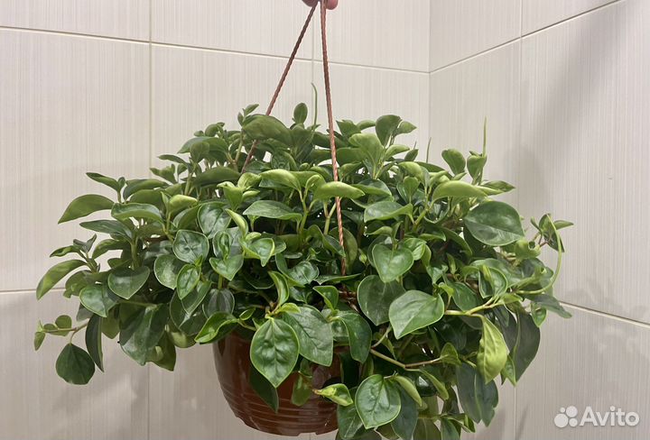 Пеперомия в подвесном кашпо комнатные цветы
