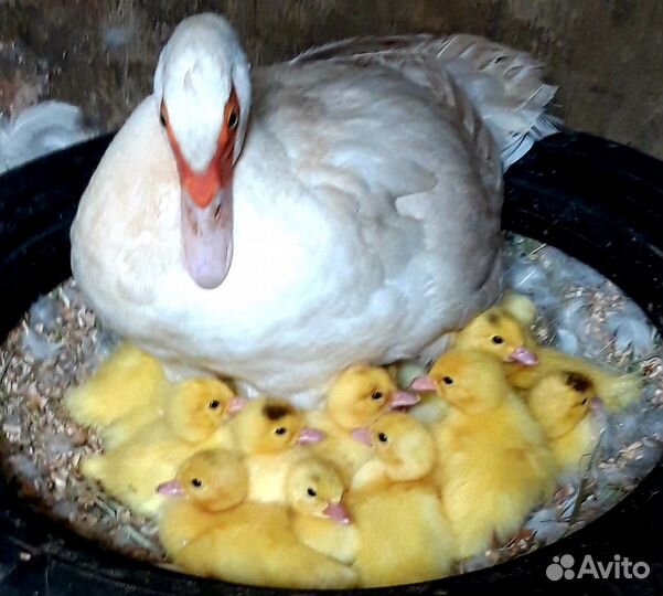 Утята белой мускусной утки на племя, индоутка