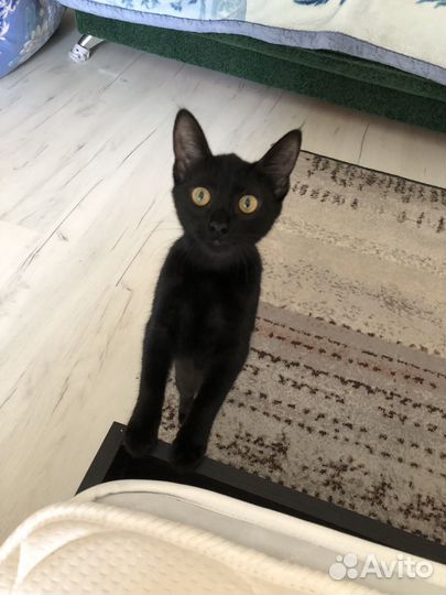 Кошечка в добрые руки