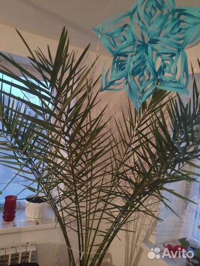 Финиковая пальма