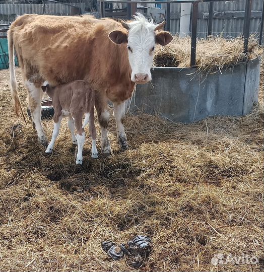 Корова с теленком