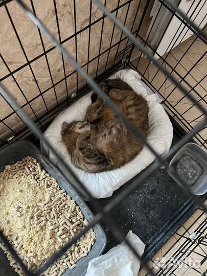 Кошка в добрые руки