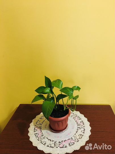 Сциндапсус