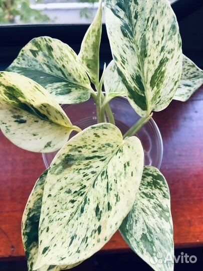 Сциндапсусы/ эпипремнумы