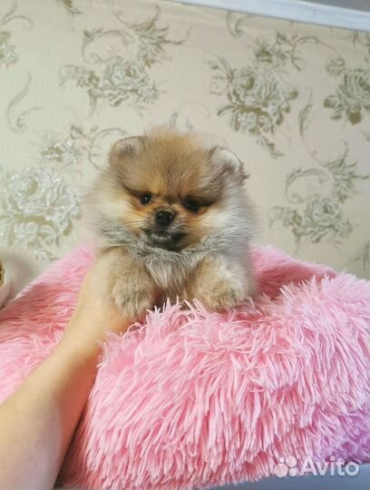 Шпиц мини девочка