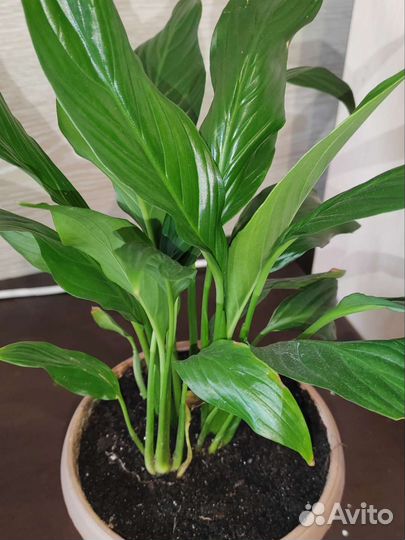 Комнатные растения и рассада