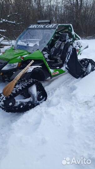 Arctic cat
