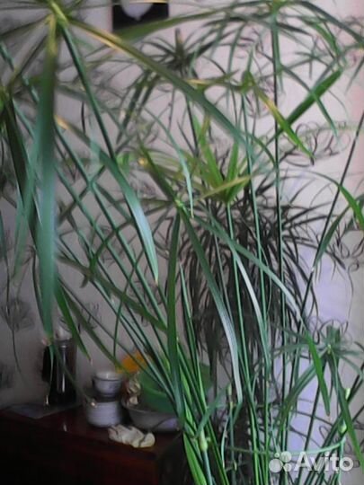 Циперус, Пахистахис