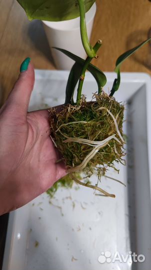 Сциндапсус Мунлайт (Scindapsus Moonlight)