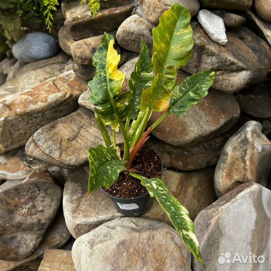 Филодендрон ринг оф файер.D14