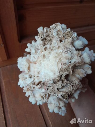 Натуральный коралл