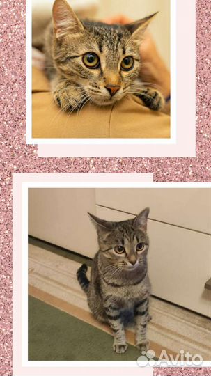 Симпатичные котята