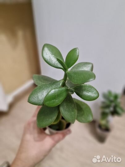 Толстянка, крассула, денежное дерево