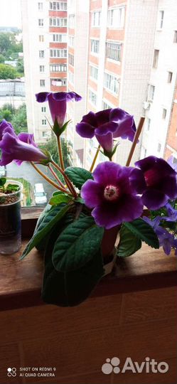 Глоксиния лист