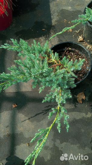 Саженцы можжевельника Блю чип