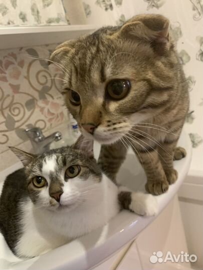 Котик для вязки