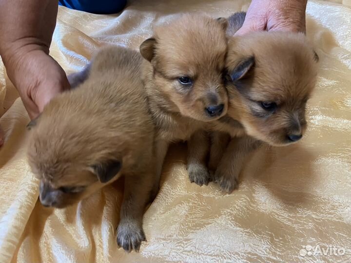 Карело финская лайка