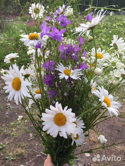 Ромашки цветы